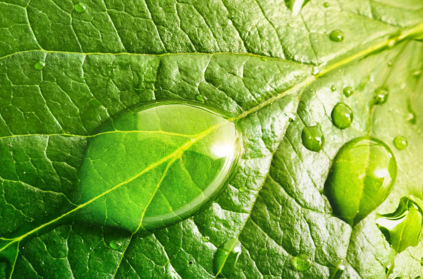 清晨的露珠在阳光下闪闪发光。图片下载