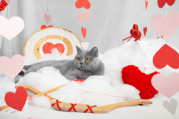 猫和情人节图片下载