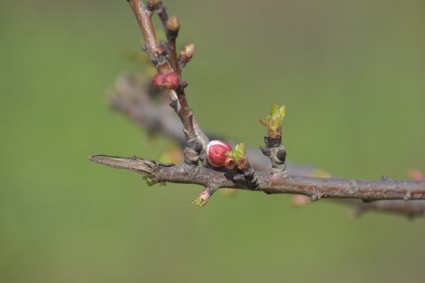 开花植物图片下载