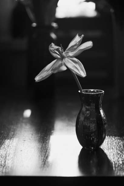 黑白照片，一个开放的郁金香在一个花瓶背景的窗户。图片下载