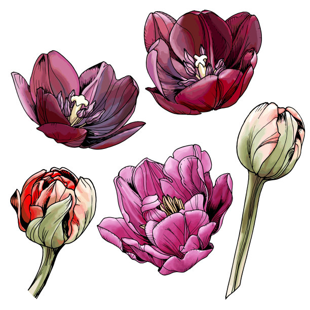 设计元素集:郁金香花图片下载