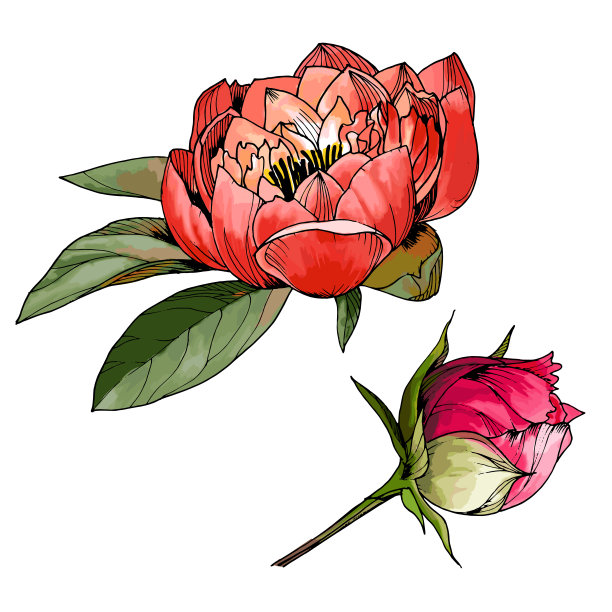 设计元素:牡丹花卉图片下载