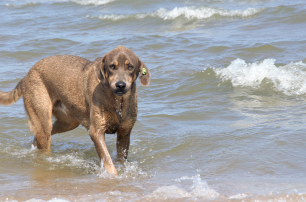 大棕色狗在海里走，在水上走图片下载
