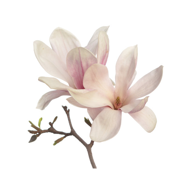 粉红色的木兰花图片下载