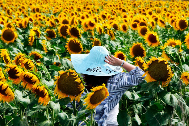 一个戴着宽边帽子的女人站在向日葵丛中。图片下载