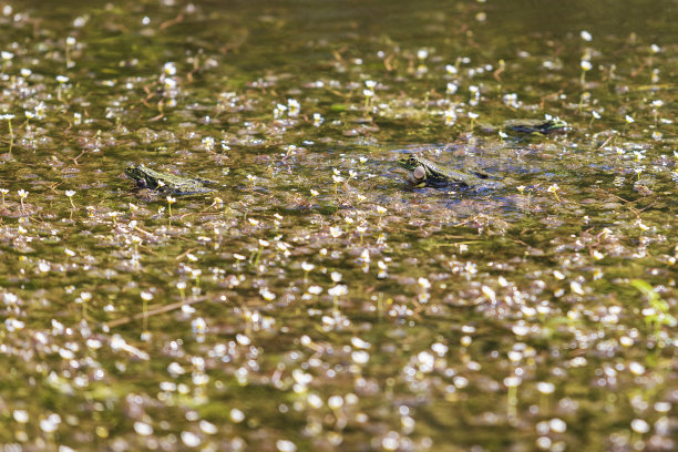 青蛙——大蟾蜍躺在池塘的水面上。周围有盛开的白色花朵。这张照片的散景效果很好。图片下载