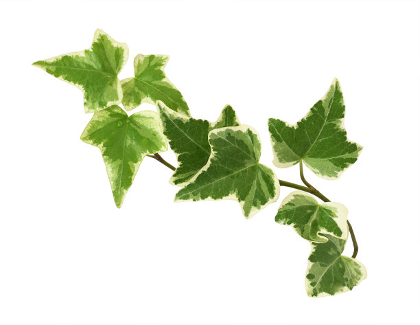 特写的常春藤小枝与小绿叶孤立图片下载