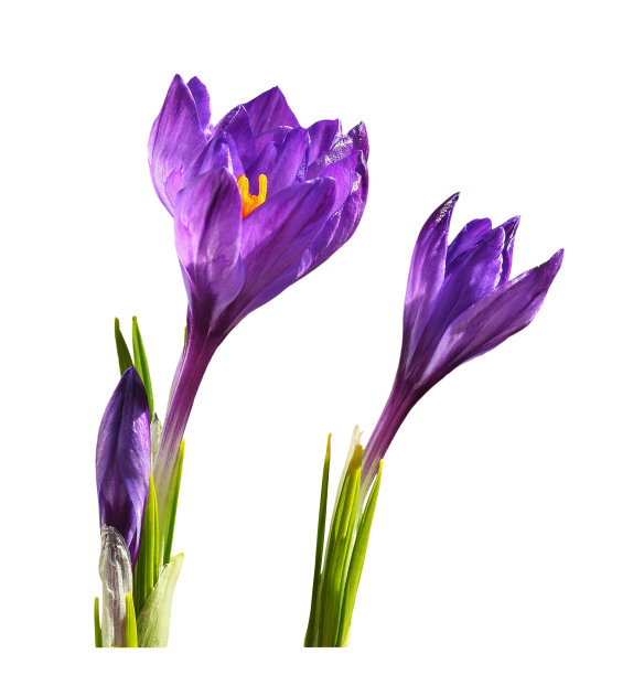 一套紫色的藏红花，花与叶分离图片下载