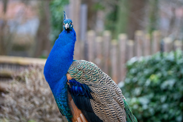 骄傲的孔雀图片下载
