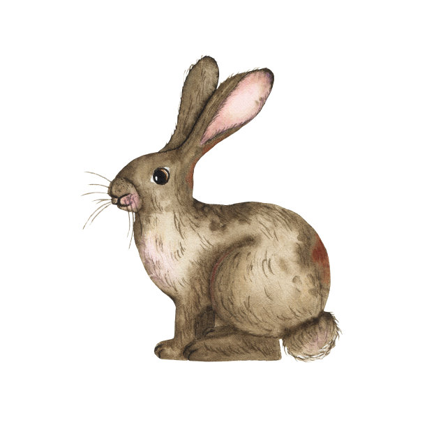 水彩棕色兔子孤立在白色的背景。动物农场兔兔动物春季复活节假期插图图片下载