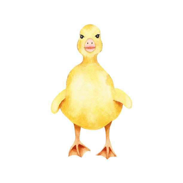 水彩黄色小鸭子孤立在白色的背景上。动物群鸭农场动物插图图片下载