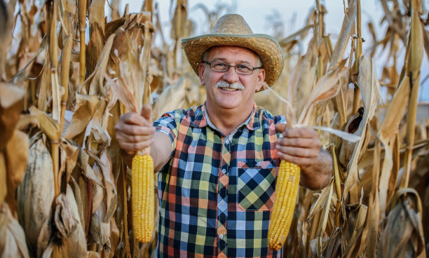 今年的收成很好。农民在玉米地里。农业的概念图片下载