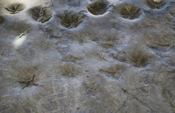 可以作为教科书使用的恐龙脚印的现实图片下载