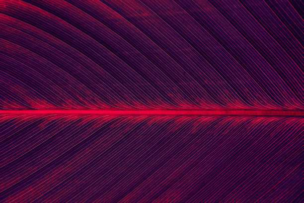 棕榈叶的纹理图片下载