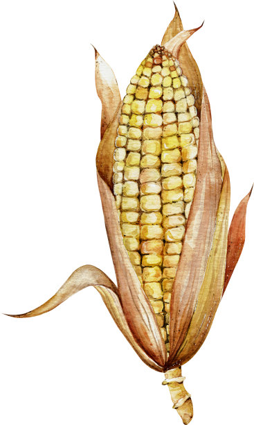 带干叶子的玉米棒。手绘水彩画在白色背景。植物插图。图片下载