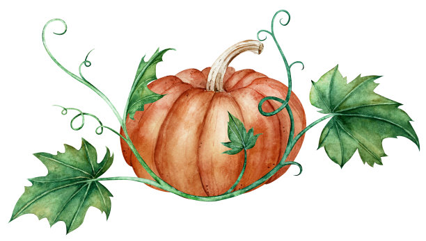 一个橙色的南瓜和绿叶的水彩组合。秋天的插图。图片下载