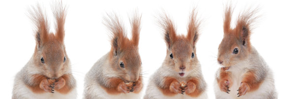 四只松鼠在吃孤立在白色背景上的榛子图片下载