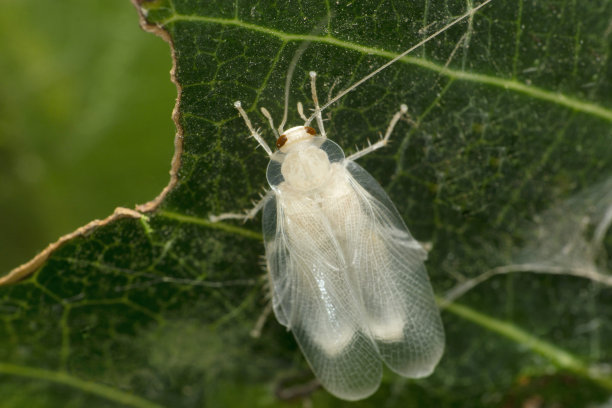 新鲜脱壳蟑螂，萨塔拉，马哈拉施特拉，印度图片下载