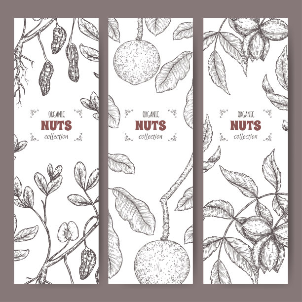 三个标签与山核桃，巴西坚果花生枝和坚果素描。图片下载