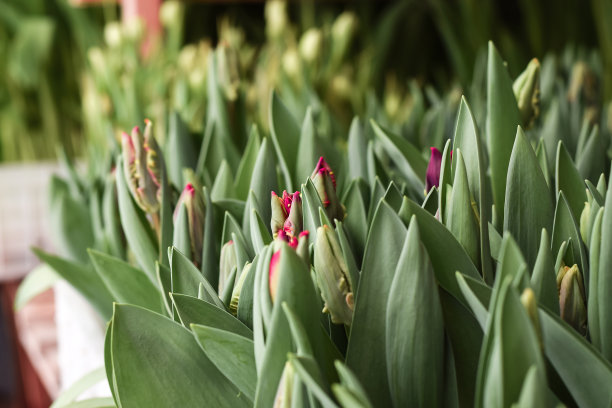 温室里的郁金香幼苗。小生意。春天的概念,园艺。妇女节和母亲节。图片下载