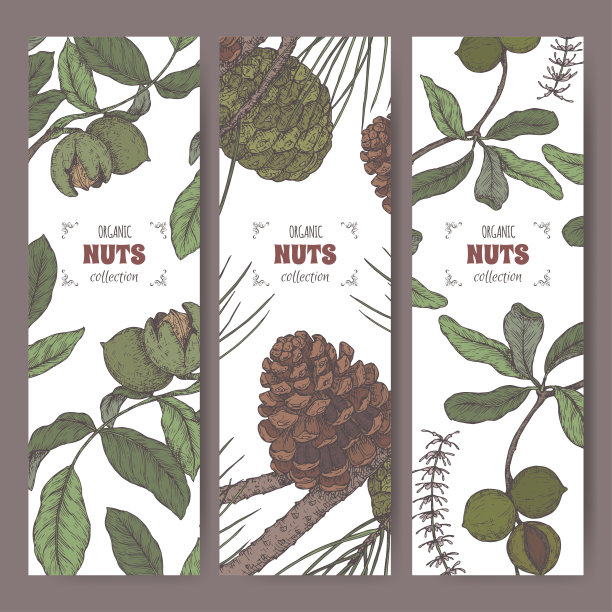 一套三个标签核桃，澳洲坚果和石松树枝颜色素描。烹饪坚果系列。图片下载