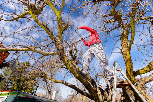 园丁正在果园里用剪枝剪剪树枝，修剪果树图片下载