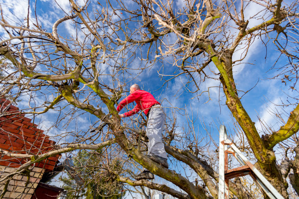 园丁正在果园里用剪枝剪剪树枝，修剪果树图片下载
