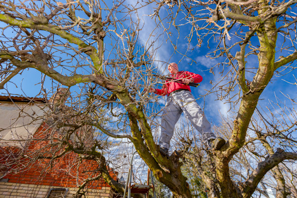 园丁正在果园里用剪枝剪剪树枝，修剪果树图片下载