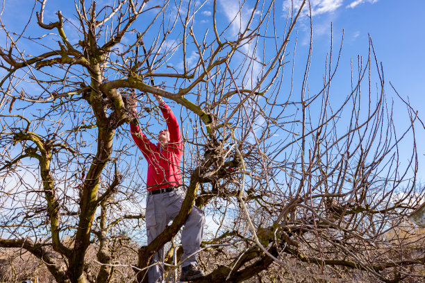 园丁正在果园里用剪枝剪剪树枝，修剪果树图片下载