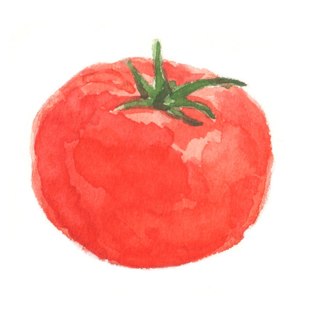水彩蕃茄孤立在白色背景上图片下载