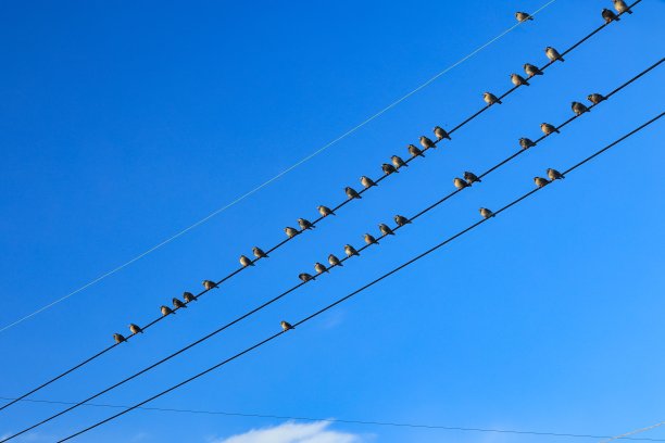 一大群椋鸟栖息在电线和电线杆上图片下载