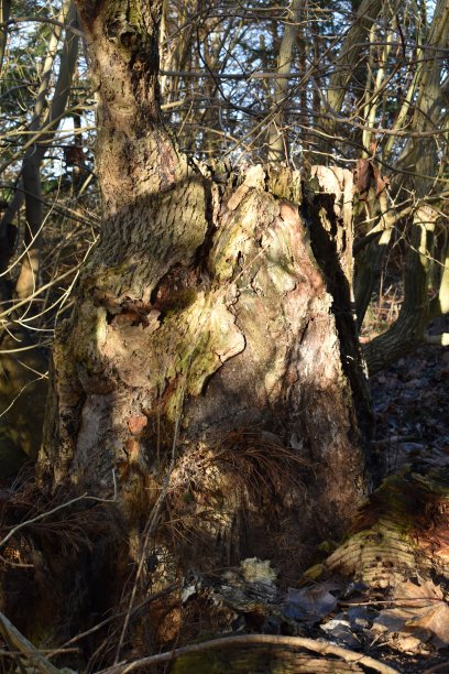 一半腐烂和脱粒的树桩在部分阳光下。图片下载