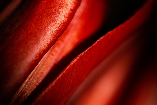 红色的郁金香花瓣合起来。图片下载