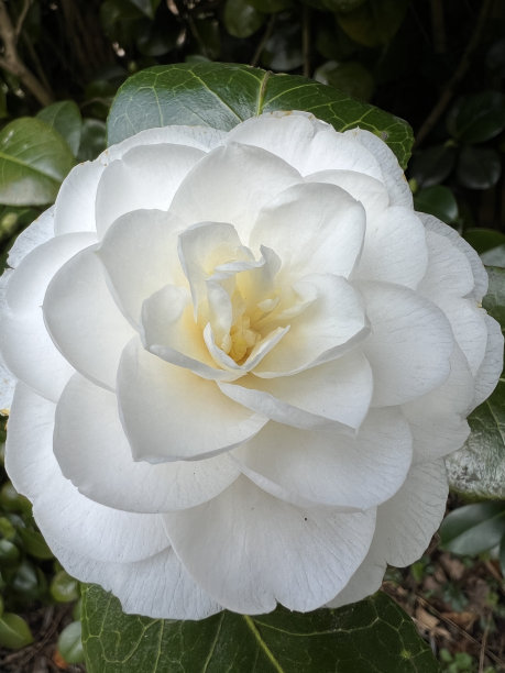 花的白色茶花，日本茶花，日本茶花，侧视图，特写。图片下载