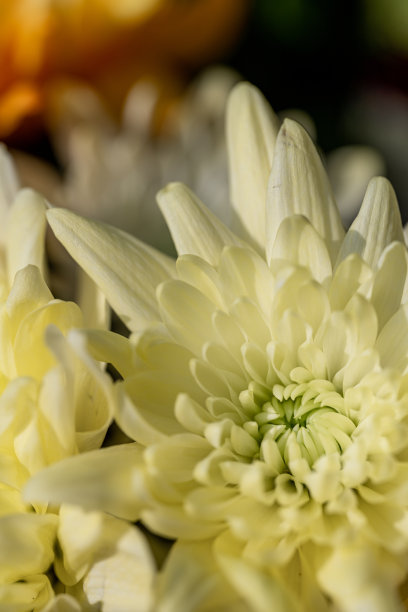 紫菀花盛开。图片下载