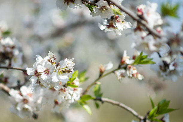 春天的花的背景图片下载
