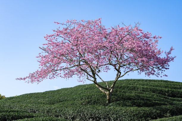 樱花盛开的茶园图片下载