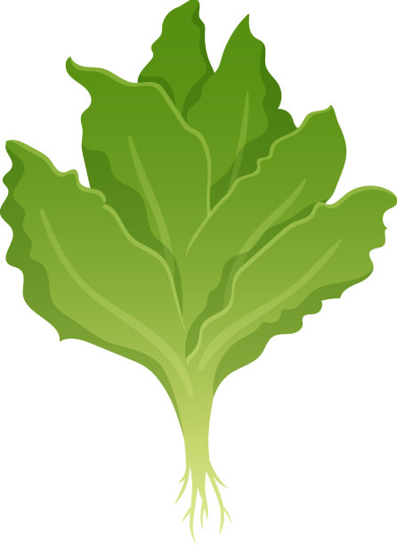 温室生菜组成图片下载