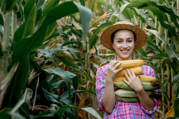 在玉米地里，农夫手里拿着玉米棒图片下载
