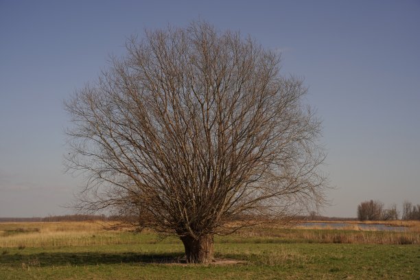 一棵对称的柳树(柳)在比斯博斯图片下载