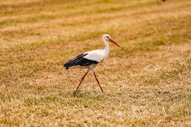 在德国，一只鹳站在修剪过的残茬地里图片下载