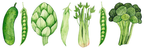 水彩集绿色蔬菜孤立在白色背景上。黄瓜，豌豆，洋蓟，芹菜，花椰菜。农产品。沙拉配料。健康食品。图片下载