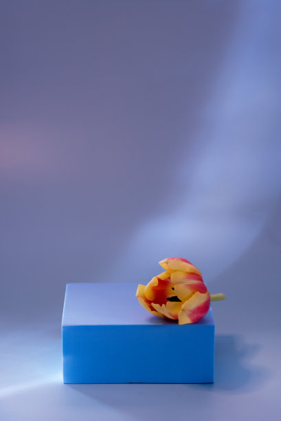 摘要最小场景空舞台与蓝色讲台上的蓝色背景红色郁金香花阴影蓝色色调的照片底座化妆品产品模型垂直图片下载