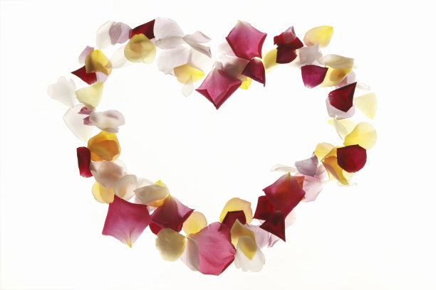 玫瑰花瓣图片下载