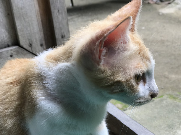 美丽的白色可爱的猫为传单，海报，广告等图片下载