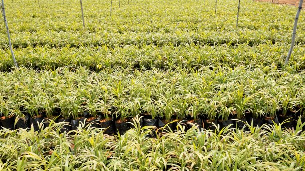 印度泰米尔纳德邦Hour附近的一个苗圃里，槟榔树或槟榔树幼树用塑料盖栽培。图片下载