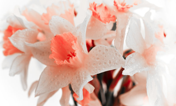 春天壁纸，水仙花特写，调色照片，模糊聚焦，水平，无人图片下载