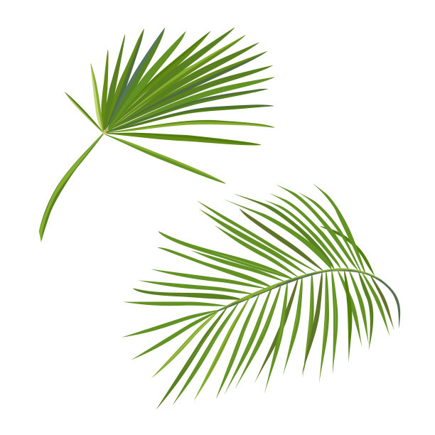 奇异的棕榈叶在白色的背景。矢量图图片下载