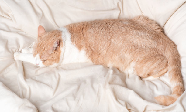 白猫有着红色的大眼睛和粉红色的鼻子，看起来很矮。苏格兰直发睡在奶油床上图片下载