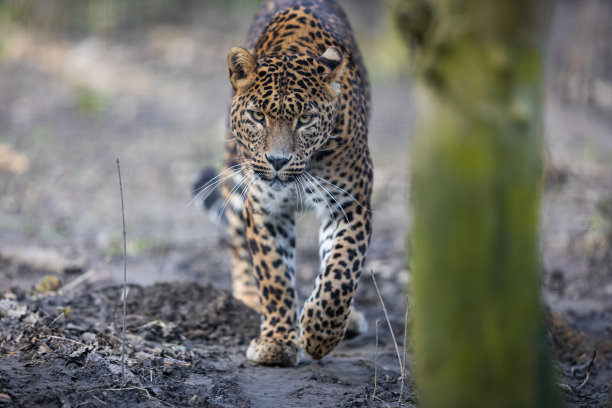 森林里的豹的肖像图片下载